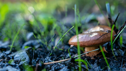Mushrooms and beautiful Foliage thrive in a Lush and vibrant Forest Setting filled with life
