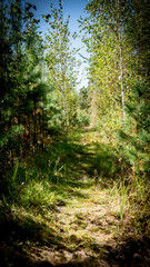 Fototapeta premium A Peaceful Nature Path Set Amidst Lush Greenery Inviting to Explore and Discover Natures Beauty. Sunlit path winding through dense trees.