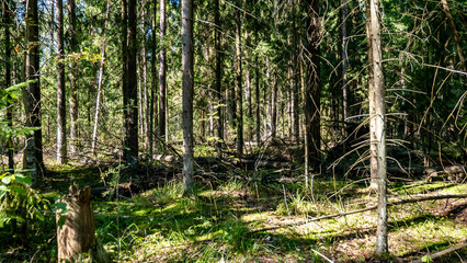 A peaceful forest with green moss on the ground and tall trees, highlighting natures beauty