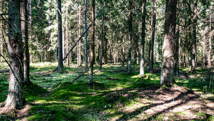 A peaceful forest with green moss on the ground and tall trees, highlighting natures beauty