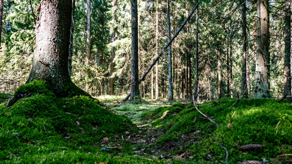 A peaceful forest with green moss on the ground and tall trees, highlighting natures beauty