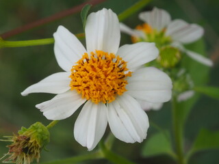 Fototapeta premium Bidens pilosa