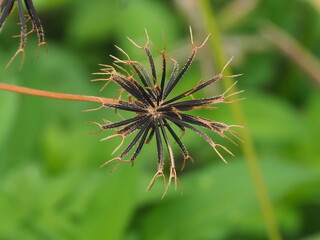 Bidens pilosa