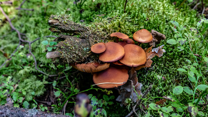 Mushrooms and beautiful Foliage thrive in a Lush and vibrant Forest Setting filled with life