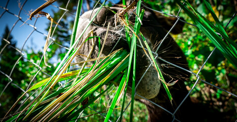 Feeding a lovely Donkey Through a Fence with Fresh and Delicious Greens from Nature