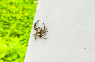 spider on the web