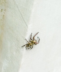spider on the wall