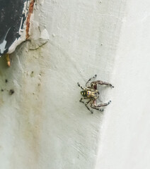 wasp on the wall