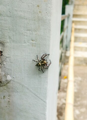 spider on the web