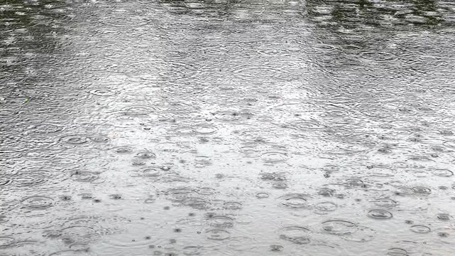 Drop circle ripples on water surface of lake during rain