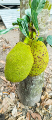 fruit on the tree