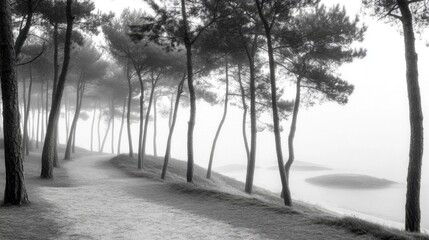 Fototapeta premium The fog sweeps through a forest of pines, softening the edges of the trees and creating a mysterious scene