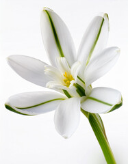 Obraz premium Close up white squill flower design element