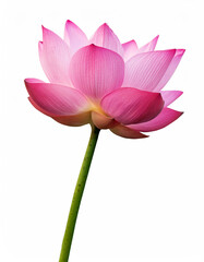 Obraz premium Pink lotus isolated on white background
