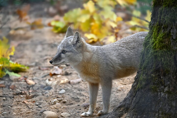 Side View of a Corsac Fox in Natural Habitat