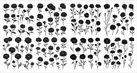 Fototapeta premium Marigold flower silhouettes. Black silhouettes of marigold flower. Decorative floral design elements, Beautiful marigold flower silhouettes, Black marigold flowers silhouettes on white background