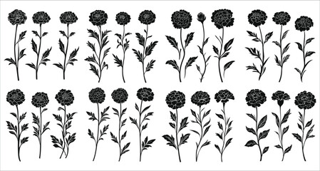 Marigold flower silhouettes. Black silhouettes of marigold flower. Decorative floral design elements, Beautiful marigold flower silhouettes, Black marigold flowers silhouettes on white background