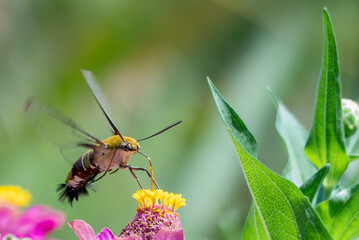 ホバリングしながら花を渡り飛ぶオオスカシバ