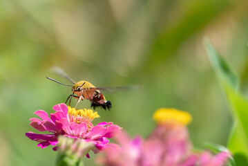 ホバリングしながら花を渡り飛ぶオオスカシバ