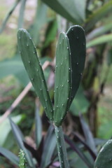 young cactus trees for house fences