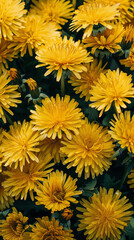 a large number of soft yellow dandelions are arranged in a dense pattern against a large field