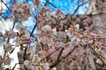 京都　頂法寺　六角堂　咲き始めの美しい枝垂れ桜（しだれ桜）コピースペースあり　日本京都府京都市　Beautiful weeping cherry blossoms just beginning to bloom at Chohoji Temple Rokkakudo in Kyoto with copy space (Kyoto City, Kyoto Prefecture, Japan)