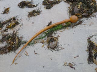 Brown Elk Kelp (Pelagophycus porra) gas filled bladder, serrated blades and stipe tubes laying on...