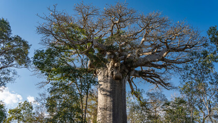An old baobab grows in the forest. A thick trunk and intricately intertwined branches of a compact...