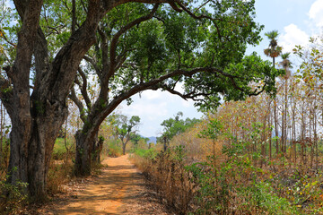 Beautiful countryside wood view point