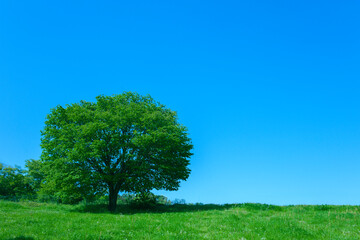 Fototapeta premium Green Park