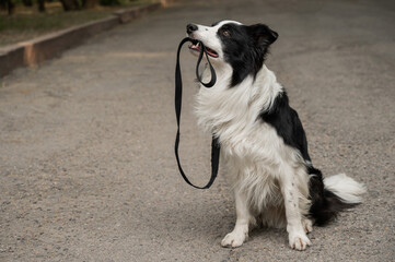 Border collie holding leash in mouth outdoors. 