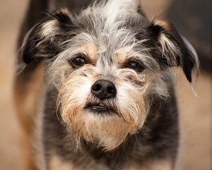 Portrait Of Schnauzer Mix Puppy Dog with Mohawk