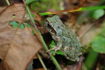 迷彩柄のアマガエル
