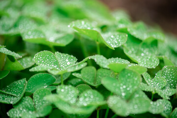 Green Lucky Clover with Morning Dew Water Drops/Moisture