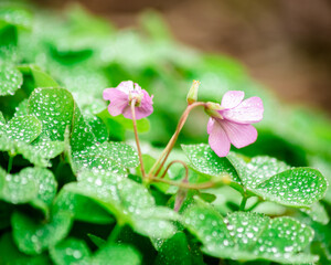 Clovers with Water Drop Dew and Pink/Purple Flower Blossoms