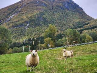 Naklejka premium Norwegian Mountain with three sheep looking at the camera