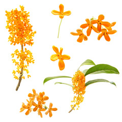 blooming sweet osmanthus isolated on a white background