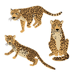 vector drawing jaguars, wild animals isolated at white background