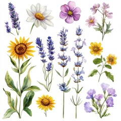 A vibrant collection of watercolor flowers featuring sunflowers lavender and wildflowers for nature lovers