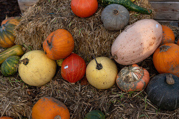 Fresh autumn pumpkins and gourds displayed at a countryside harvest, showcasing vibrant orange, yellow, and red seasonal produce for the perfect Halloween and fall decoration, farm-to-table freshness