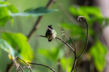 A Black-crested Coquette in Costa Rica