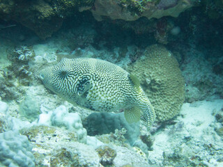 Map puffer