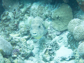 Map puffer