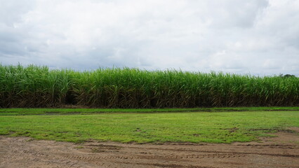 Sugarcane Field Under Cloudy Skies in Mackay