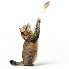 A tabby cat stands on its hind legs, reaching for a white feather toy.