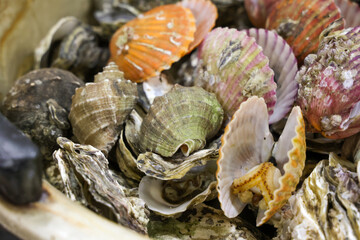 Korean Seafood Food. Steamed oysters and clams