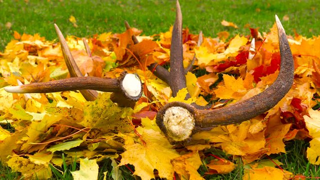 Set of fallen deer antlers lay on colorful pile of maple tree leaves, Latvia