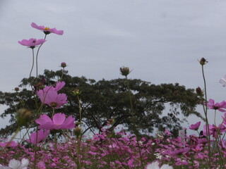 奈良県界隈で見つけた秋満開のコスモス（日本）