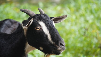 The Goat : A lone goat grazes peacefully on a lush, green field, its head lowered, nibbling tender grass under a bright, clear sky.