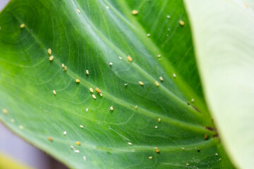 Aphids Feeding on Plant Leaf